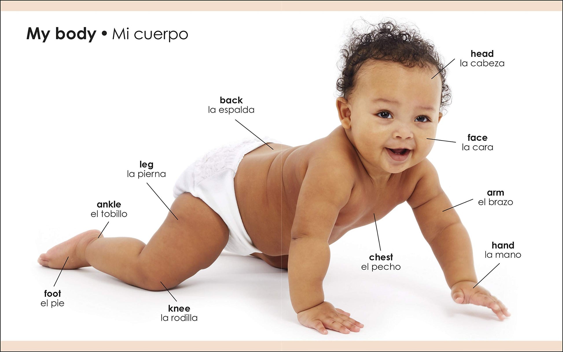 My First Bilingual Body (My First Board Books)