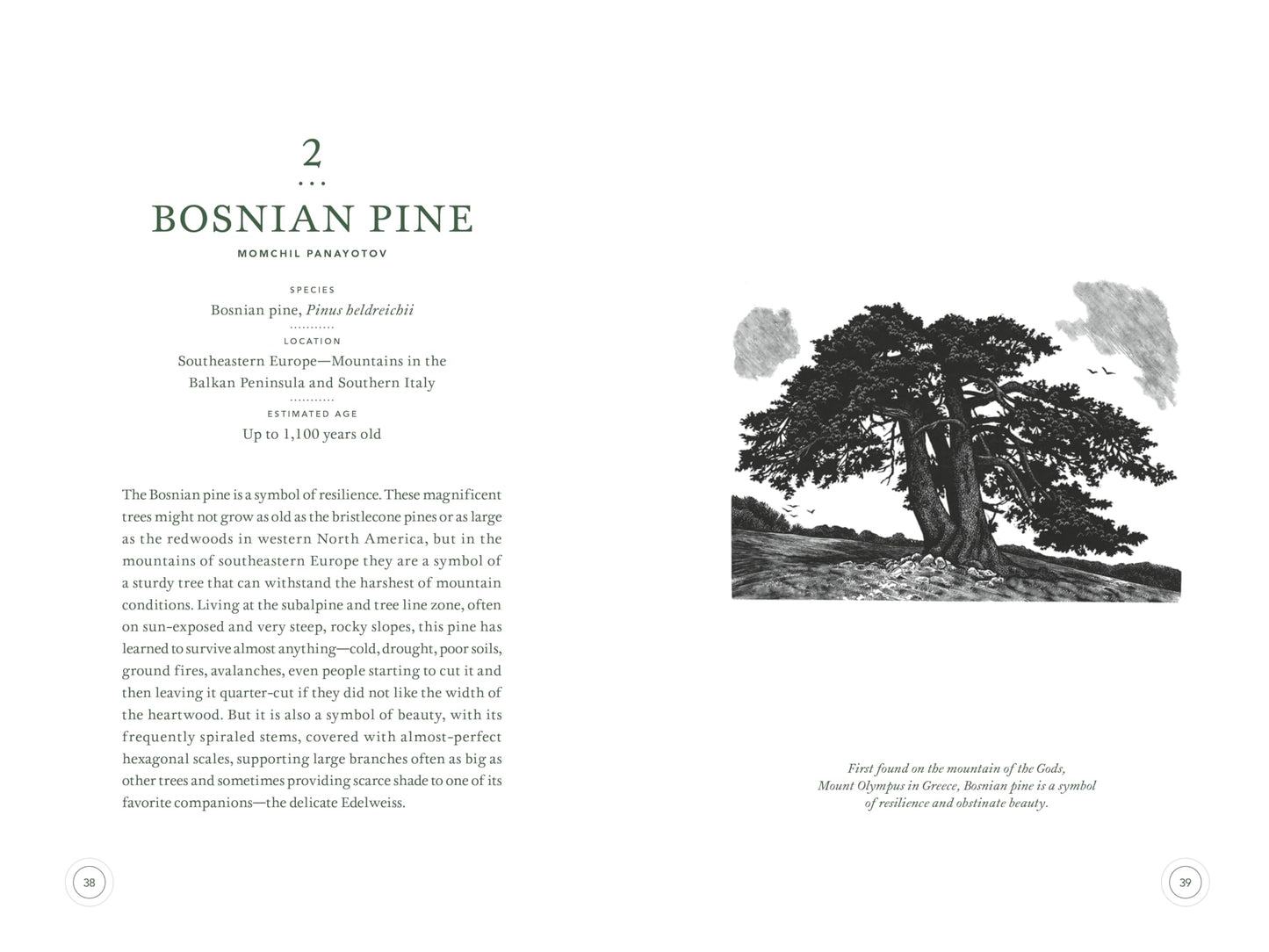 In the Circle of Ancient Trees: Our Oldest Trees and the Stories They Tell