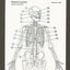 Anatomy Color-in Flash Cards: Ultimate 2-in-1 Learning Tool