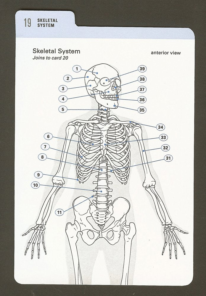 Anatomy Color-in Flash Cards: Ultimate 2-in-1 Learning Tool