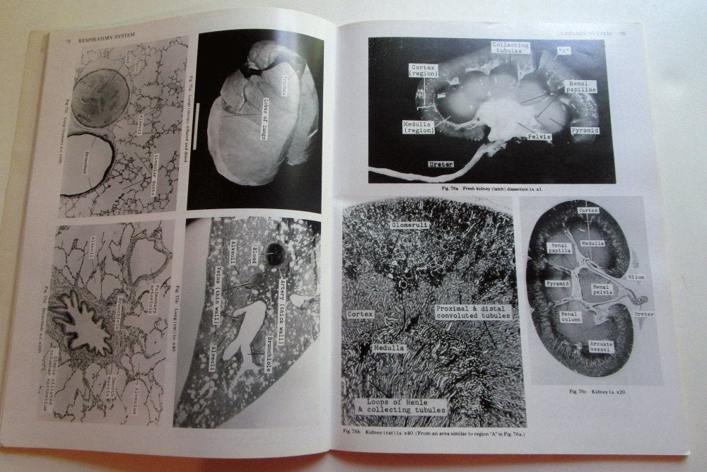 A Guide to Anatomy and Physiology