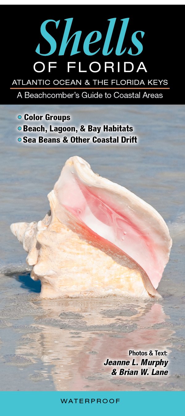 Shells of Florida-Atlantic Ocean & Florida Keys: A Beachcomber?s Guide to Coastal Areas