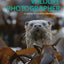 Wildlife Photographer: A Course in Creative Photography