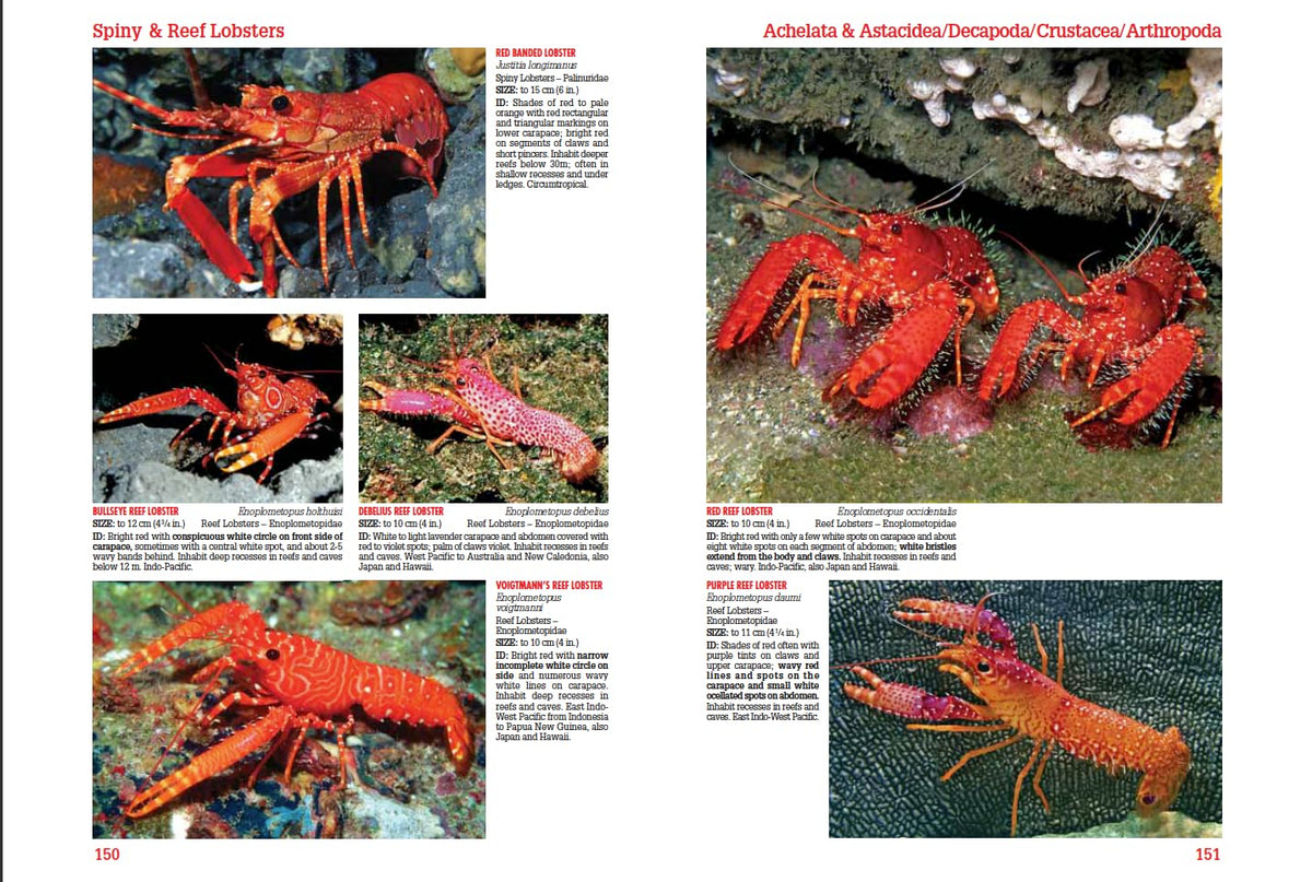 Reef Creature Identification Tropical Pacific