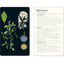 50 Plants that Heal: Discover Medicinal Plants - A Card Deck