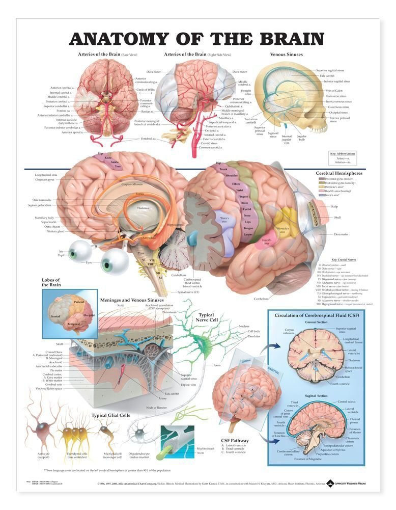 Anatomy of The Brain Anatomical Chart