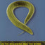 In the Beginning Was the Worm: Finding the Secrets of Life in a Tiny Hermaphrodite