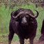 Death in a Lonely Land: More Hunting, Fishing, and Shooting on Five Continents