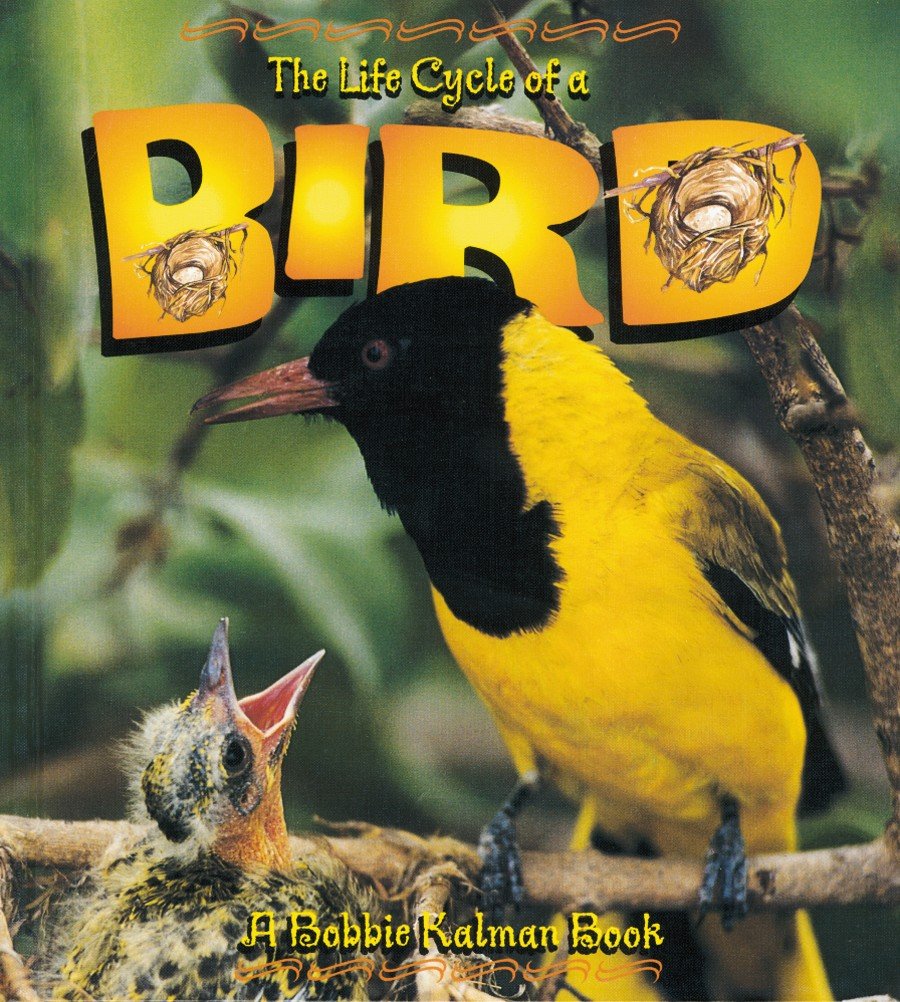 The Life Cycle of a Bird