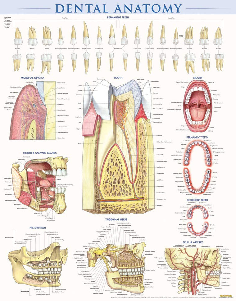Dental Anatomy Poster (22 x 28 inches) - Laminated: a QuickStudy Reference