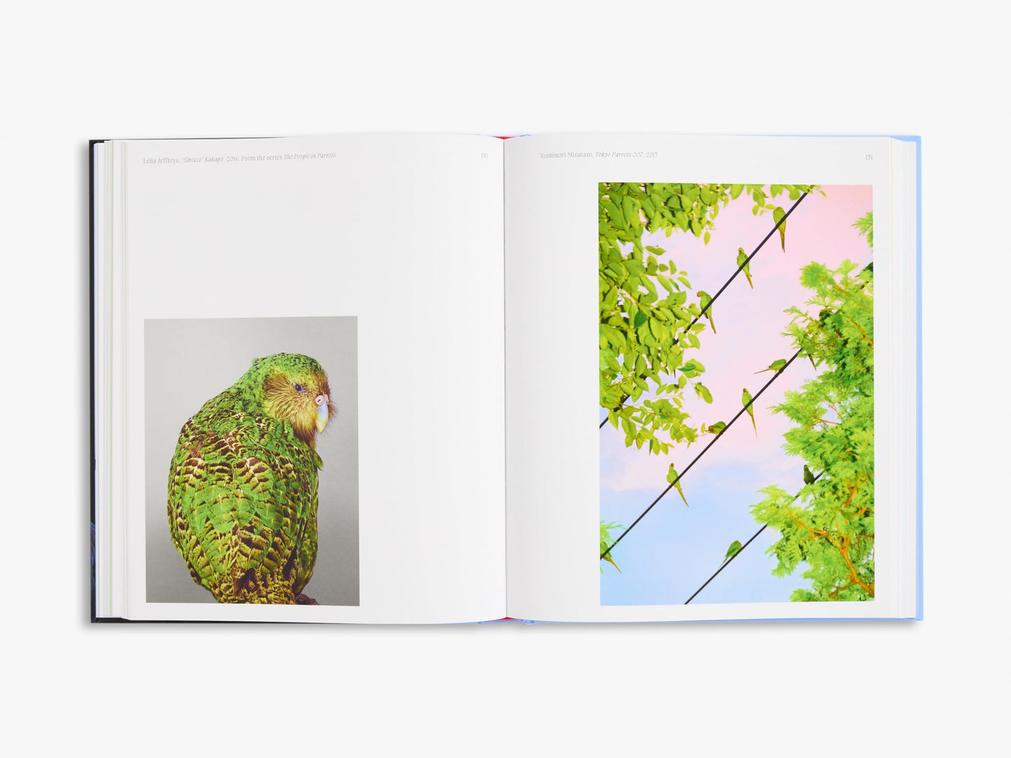 Aviary: The Bird in Contemporary Photography