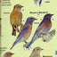 Kaufman Field Guide to Birds of North America Hardcover Kenn Kaufman