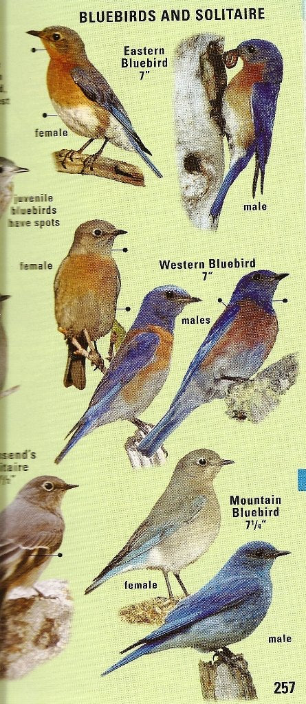 Kaufman Field Guide to Birds of North America Hardcover Kenn Kaufman