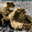 Cheetahs of the Serengeti Plains: Group Living in an Asocial Species (Wildlife Behavior and Ecology series)