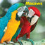 Macaws (The Birdkeepers' Guides)