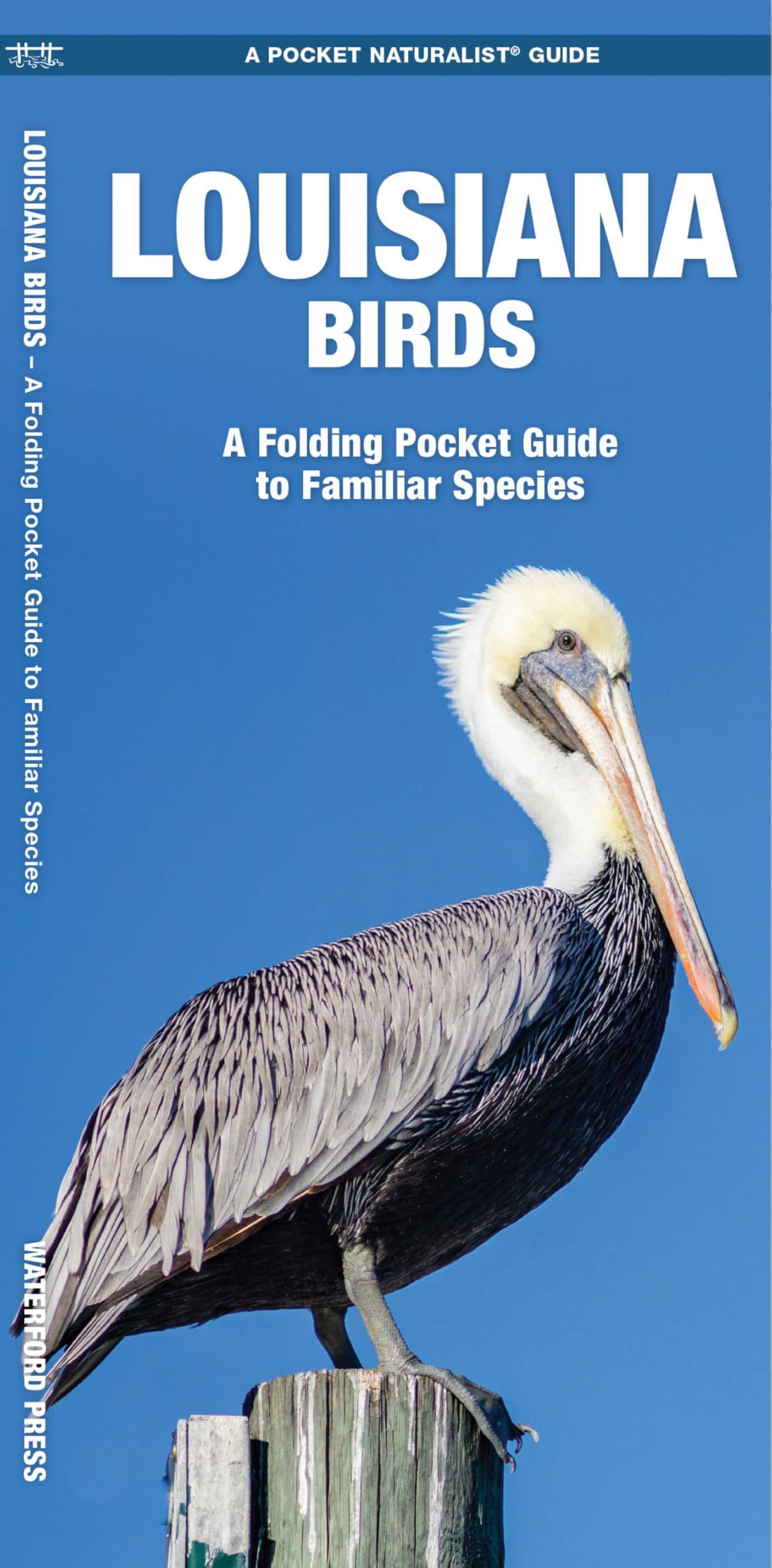 Louisiana Birds: A Folding Pocket Guide to Familiar Species (Nature Observation North America)