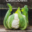 Cauliflower: Over 70 Exciting Ways to Roast, Rice, and Fry One of the World's Healthiest Vegetables