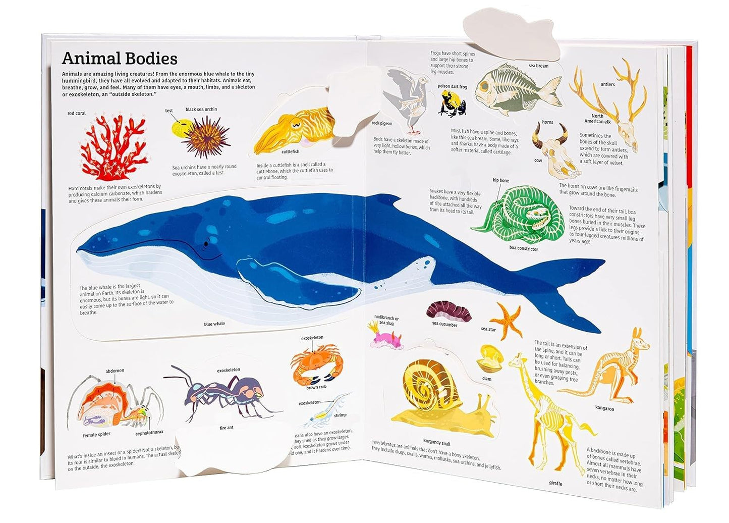 The Ultimate Book of Animals by Anne-Sophie Baumann