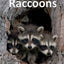Raccoons (Elementary Explorers)