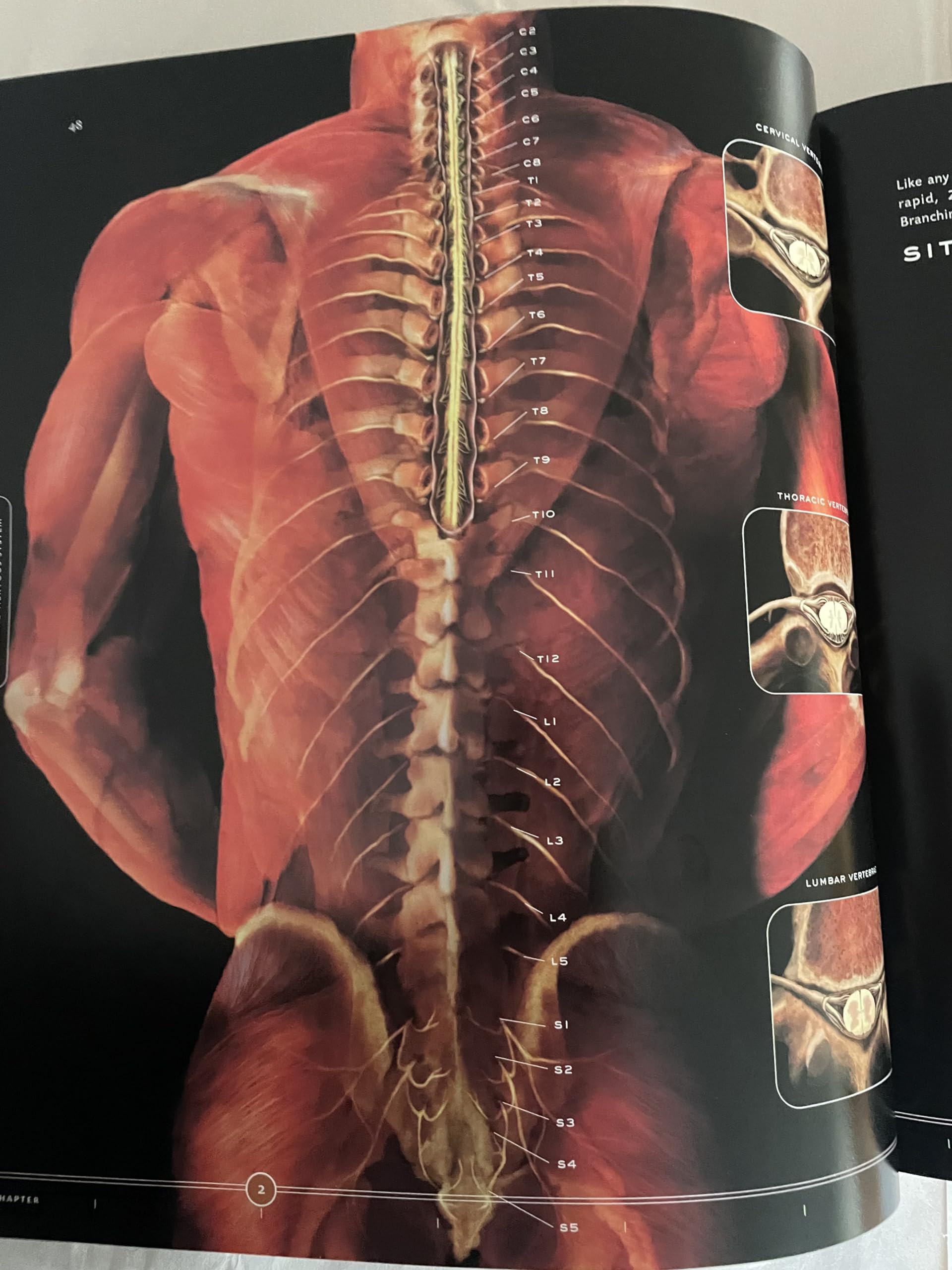 The Architecture and Design of Man and Woman: The Marvel of the Human Body, Revealed