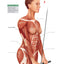 Student's Anatomy of Exercise Manual: 50 Essential Exercises Including Weights, Stretches, and Cardio