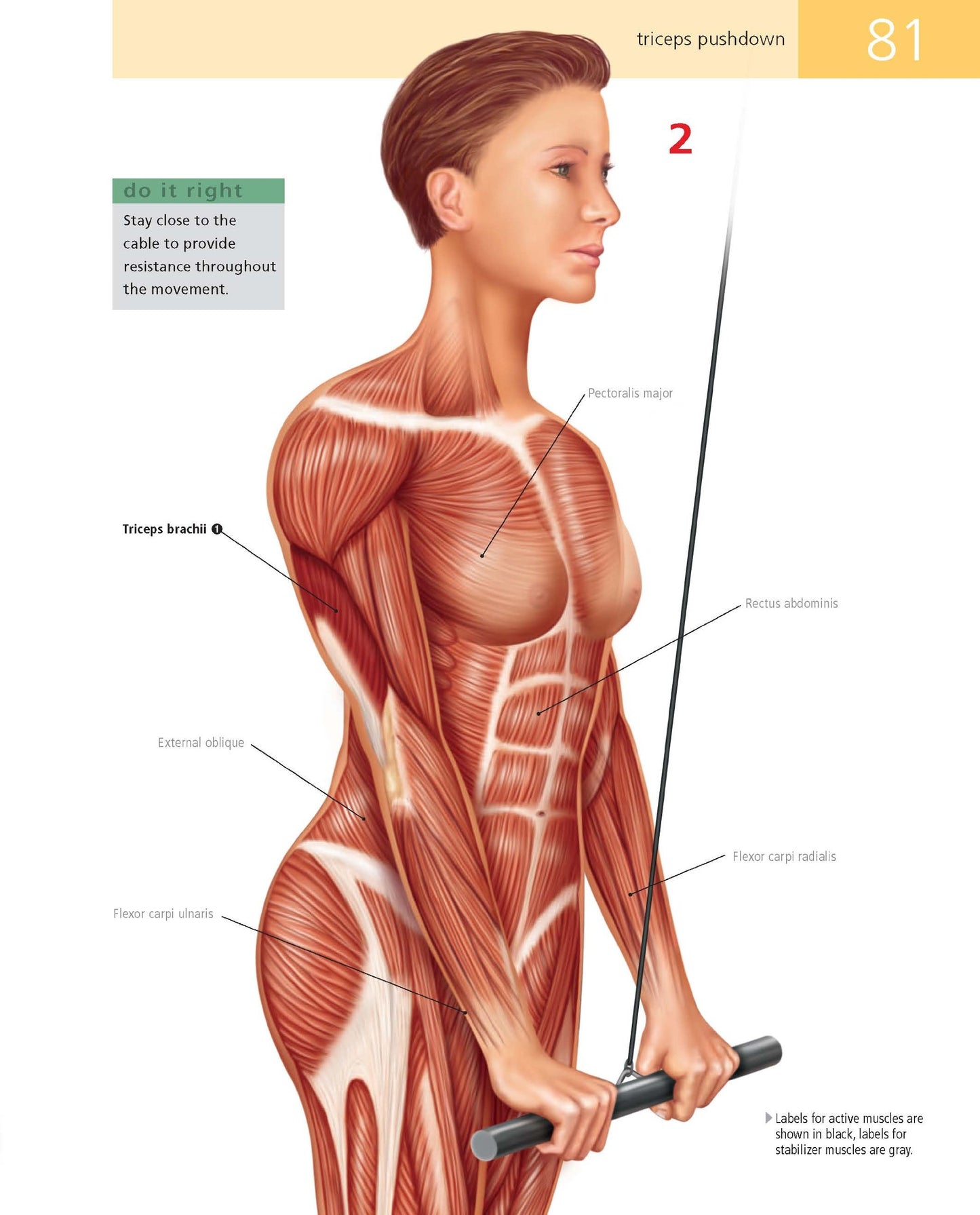 Student's Anatomy of Exercise Manual: 50 Essential Exercises Including Weights, Stretches, and Cardio