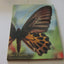 The Butterfly Alphabet