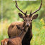 Mammals: A Folding Pocket Guide to Familiar North American Animals (Wildlife and Nature Identification)