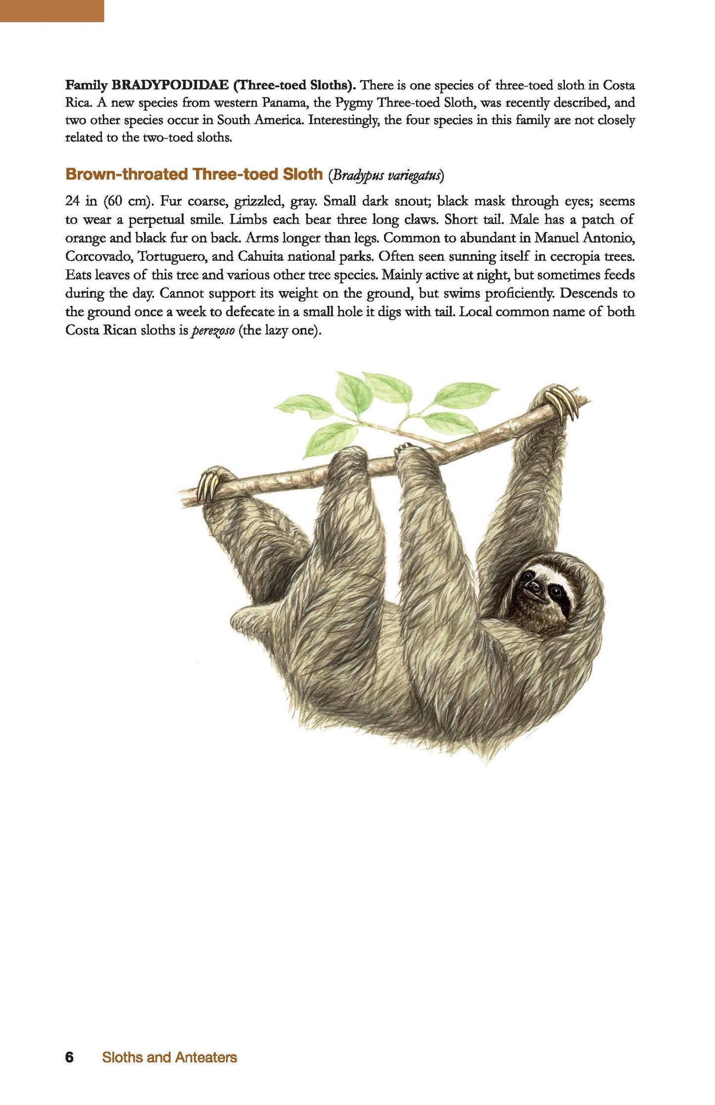 The Wildlife of Costa Rica: A Field Guide (Zona Tropical Pub)