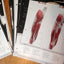 Photographic Atlas for Anatomy & Physiology, A