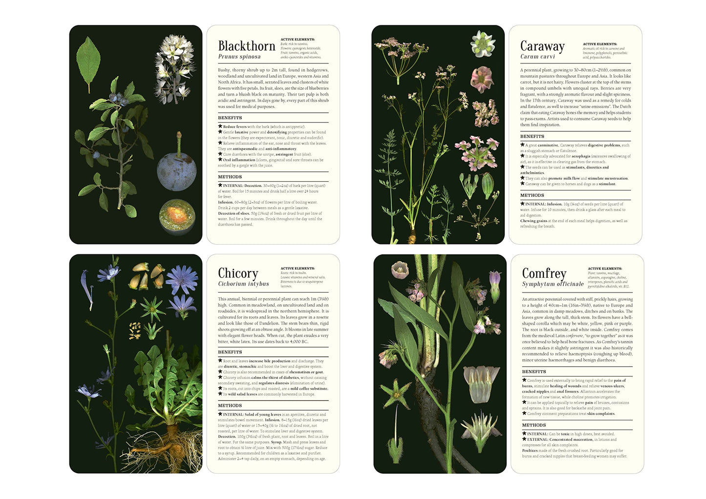 50 Plants that Heal: Discover Medicinal Plants - A Card Deck