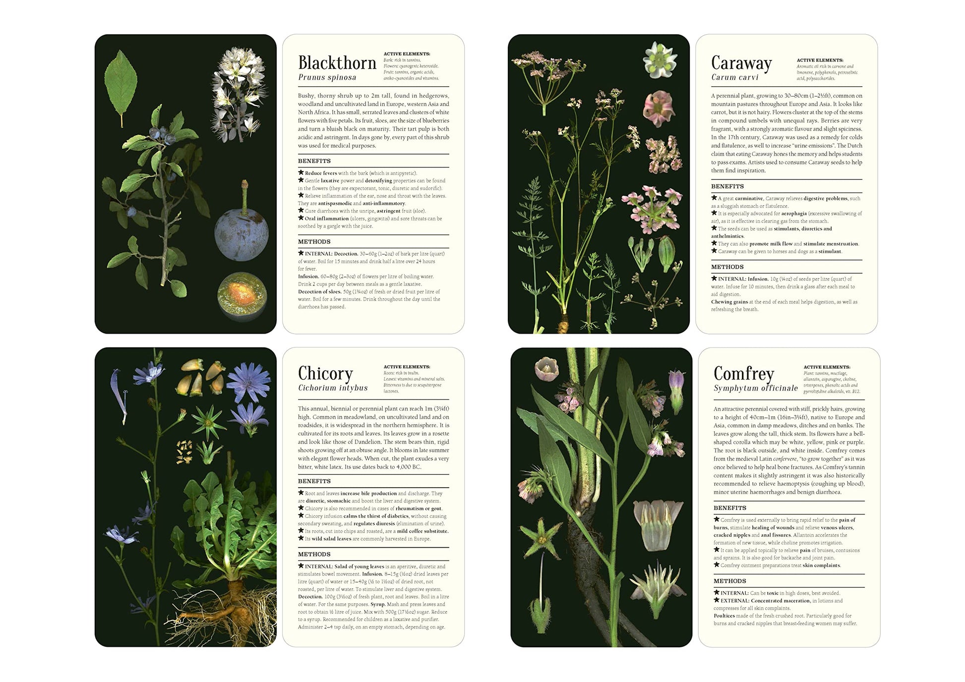 50 Plants that Heal: Discover Medicinal Plants - A Card Deck