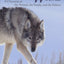 Yellowstone Wolves: A Chronicle of the Animal, the People, and the Politics