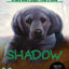 The Puppy Place #3: Shadow