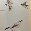 The Nature Notes of an Edwardian Lady