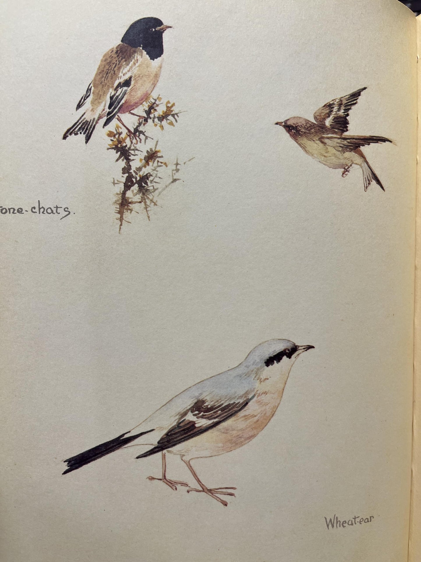The Nature Notes of an Edwardian Lady
