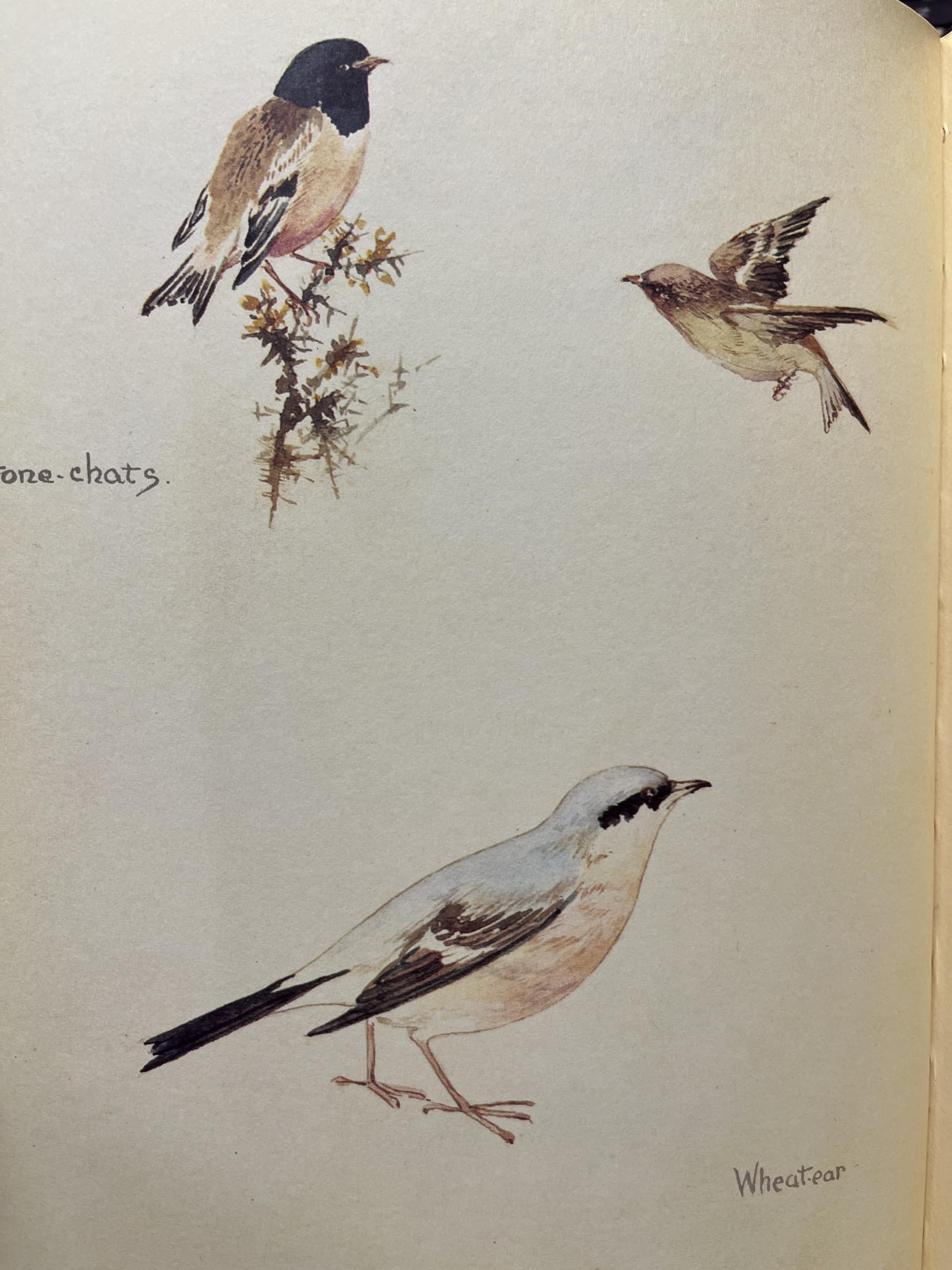 The Nature Notes of an Edwardian Lady