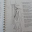 Illustrated Essentials of Musculoskeletal Anatomy by Kay W S