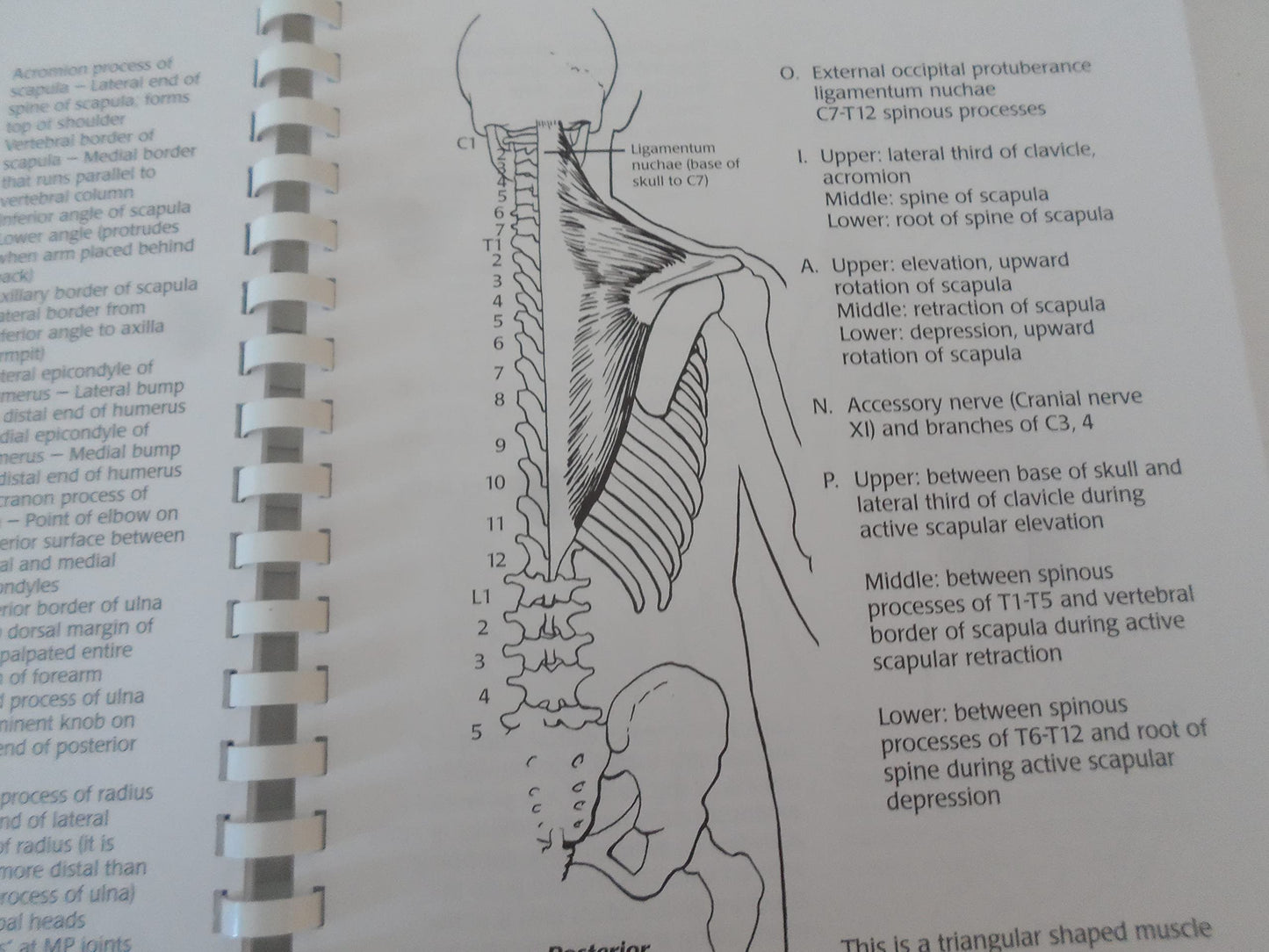 Illustrated Essentials of Musculoskeletal Anatomy by Kay W S