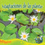Rourke Educational Media Adaptaciones de las plantas (My Science Library) (Spanish Edition)
