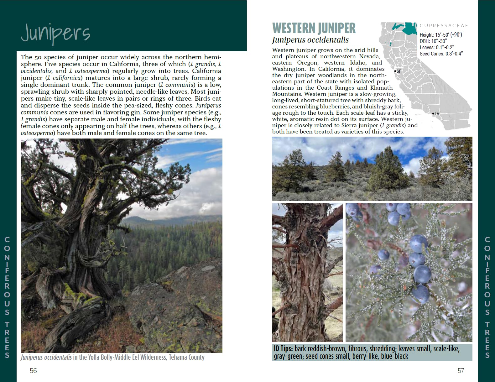 California Trees: A field guide to the native species