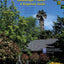 Abiotic Disorders of Landscape Plants: A Diagnostic Guide