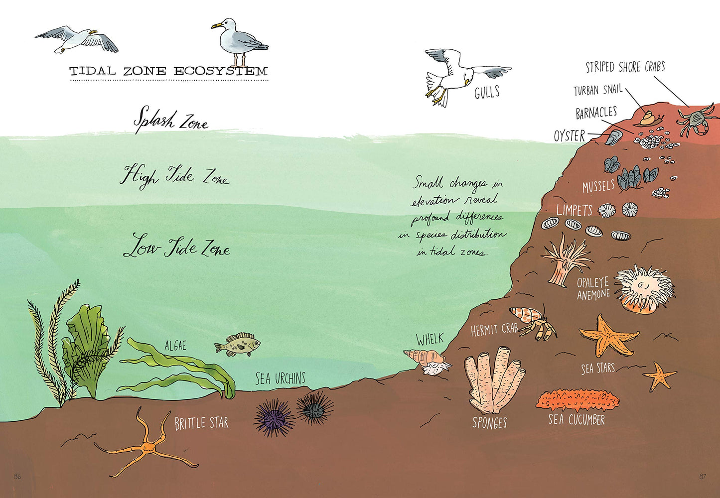 Ocean Anatomy: The Curious Parts & Pieces of the World under the Sea