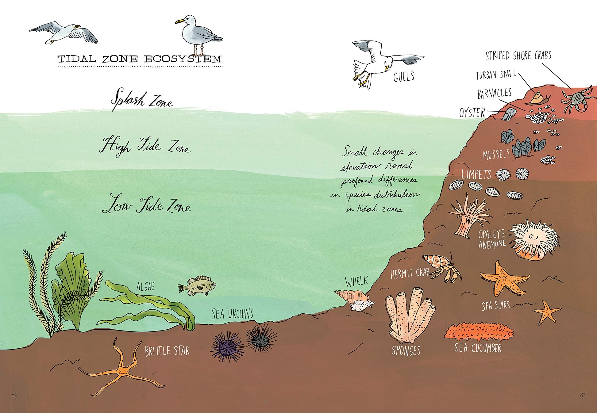 Ocean Anatomy: The Curious Parts & Pieces of the World under the Sea