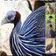 Guinea Fowl: The Complete Owners Guide