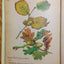 The Country Diary of an Edwardian Lady