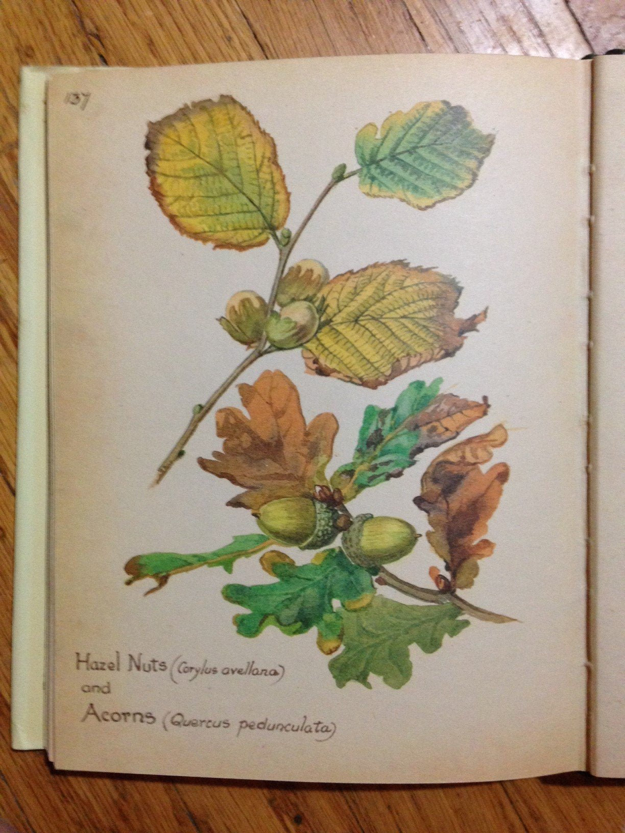 The Country Diary of an Edwardian Lady