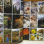 The Art of Bev Doolittle