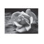 Examples: The Making of 40 Photographs