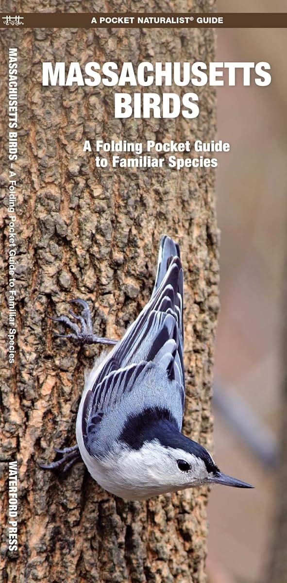 Massachusetts Birds: A Folding Pocket Guide to Familiar Species (Nature Observation North America)